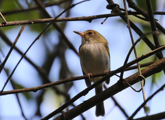 Atalotriccus pilaris