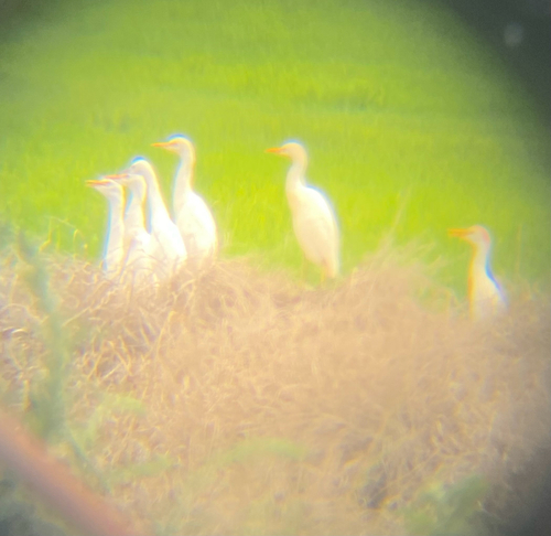 Western Cattle-Egret