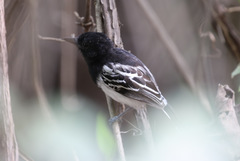 Thamnophilus melanonotus