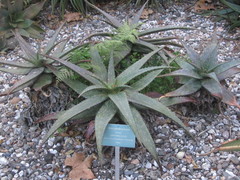 Aloe parvibracteata