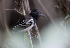 Thamnophilus melanonotus