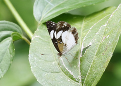 Janatella leucodesma