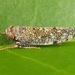 Japanese Leafhopper - Photo (c) skitterbug, some rights reserved (CC BY), uploaded by skitterbug