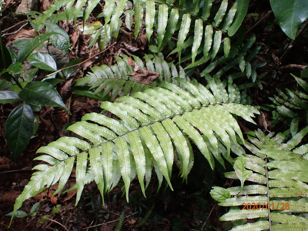 Goniopteris serrulata