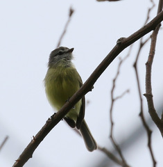 Phyllomyias griseiceps