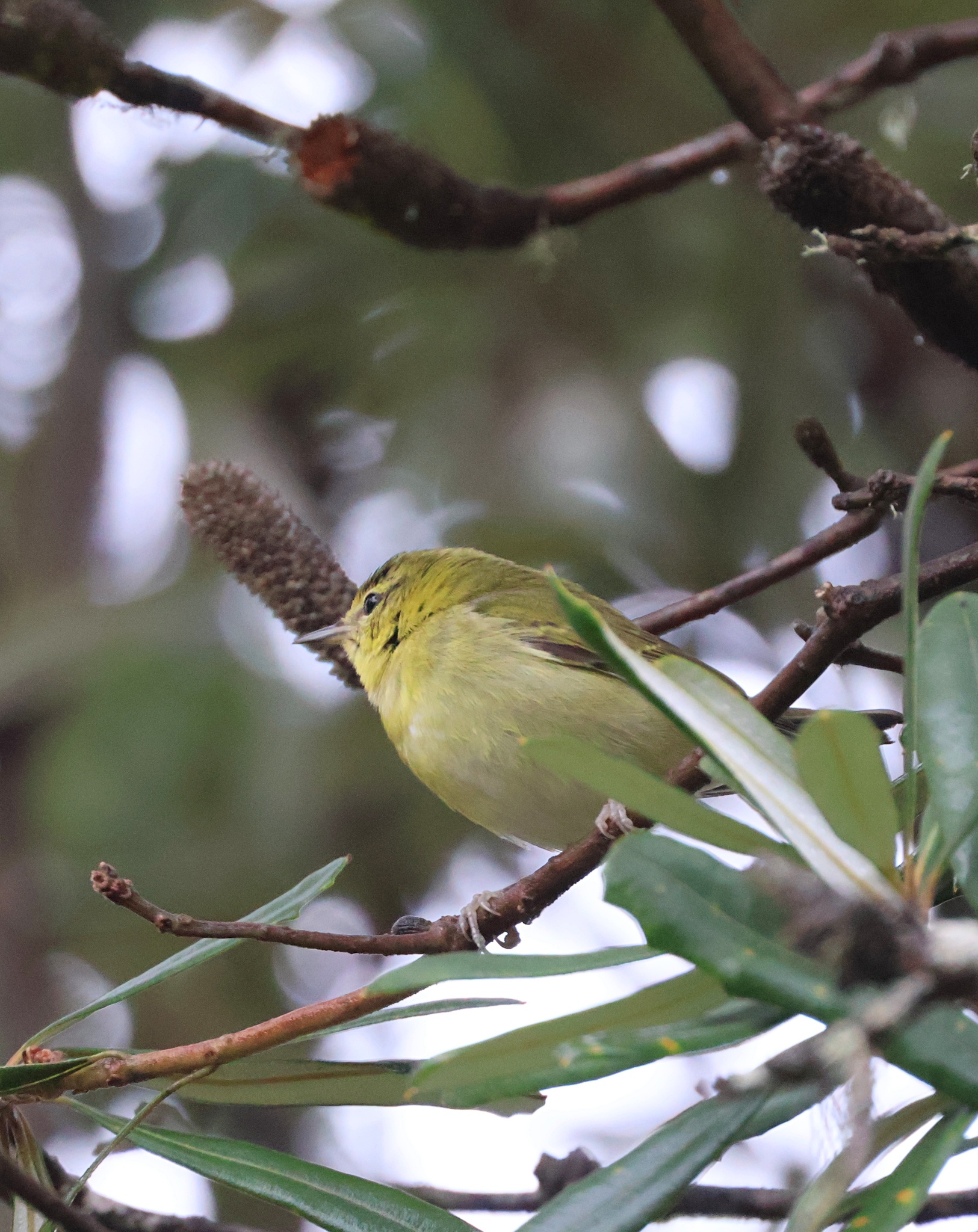 Tennessee Warbler (Leiothlypis peregrina), photo 8