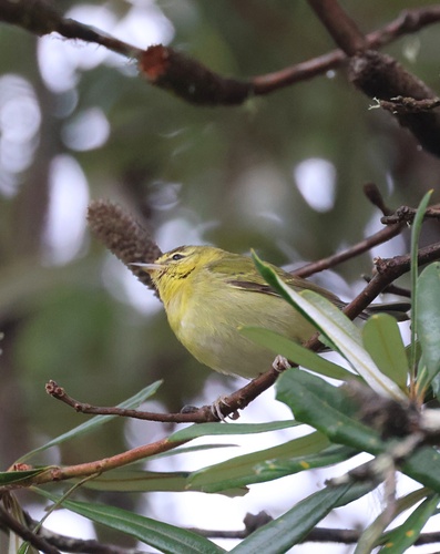 Tennessee Warbler (Leiothlypis peregrina), photo 7