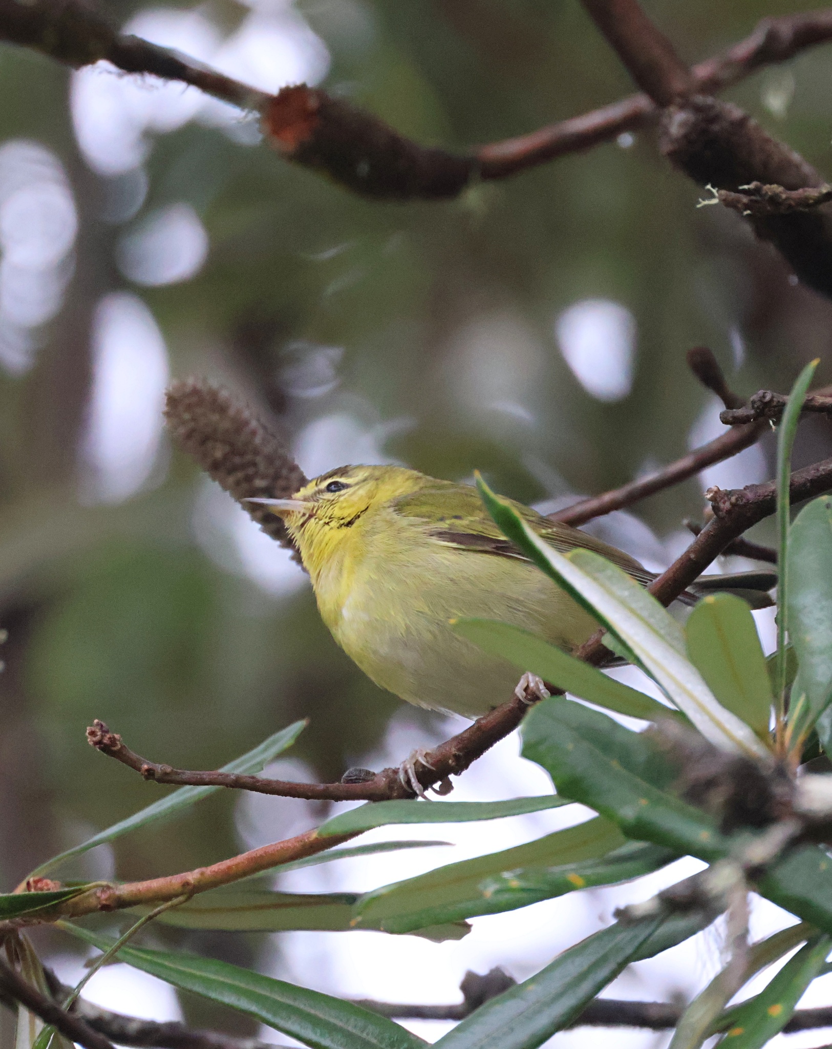 Tennessee Warbler (Leiothlypis peregrina), photo 7