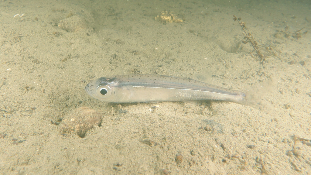 Big-scale sand smelt (Atherina boyeri) — Atherinidae