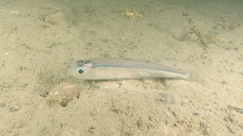 Big-scale sand smelt (Atherina boyeri) — Atherinidae