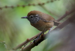 Pheugopedius rutilus