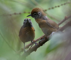 Pheugopedius rutilus