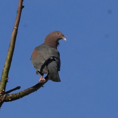 Red-billed Pigeon (Patagioenas flavirostris), photo 6