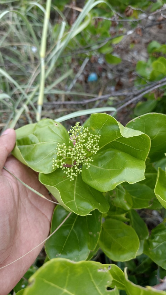 bastard guelder (Premna serratifolia)