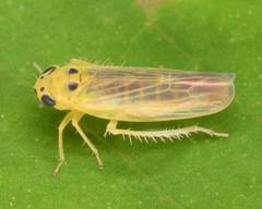 Macrosteles parvidens