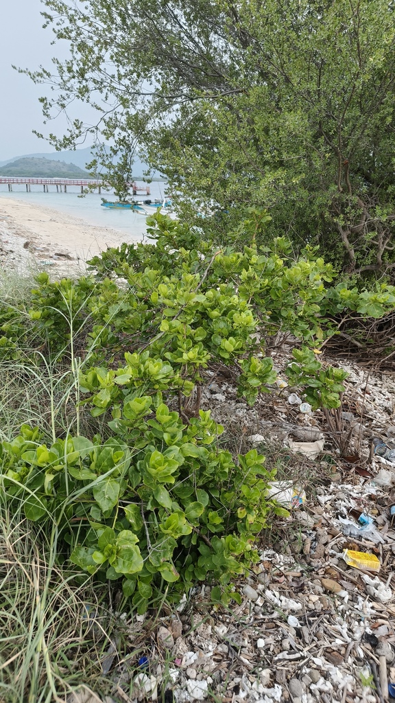 bastard guelder (Premna serratifolia)