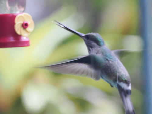 Tooth-billed Hummingbird (Androdon aequatorialis), photo 3