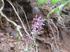 Salvia mocinoi