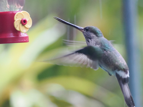 Tooth-billed Hummingbird (Androdon aequatorialis), photo 5