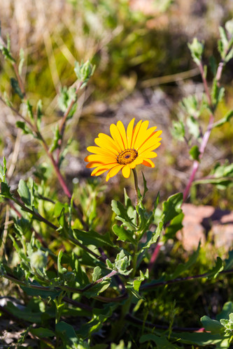 Dimorphotheca sinuata