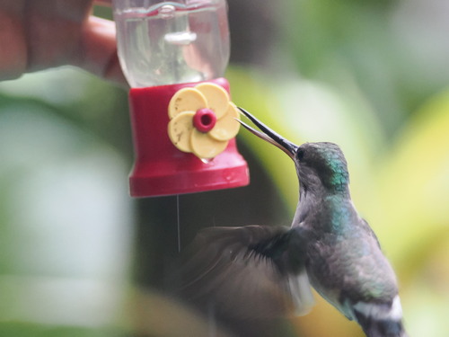 Tooth-billed Hummingbird (Androdon aequatorialis), photo 2