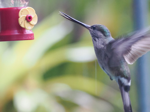 Tooth-billed Hummingbird (Androdon aequatorialis), photo 6