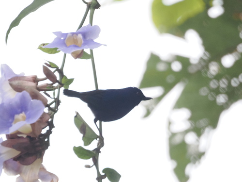 Indigo Flowerpiercer (Diglossa indigotica), photo 8