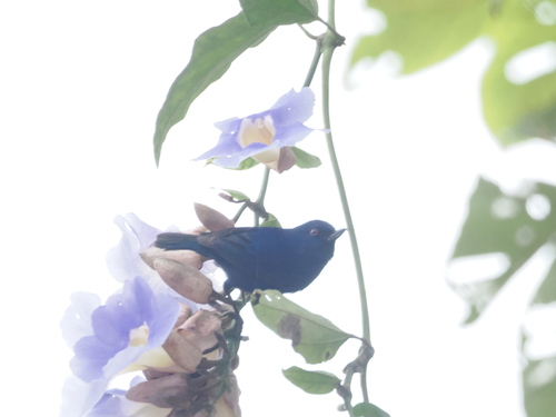 Indigo Flowerpiercer (Diglossa indigotica), photo 6