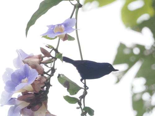 Indigo Flowerpiercer (Diglossa indigotica), photo 2