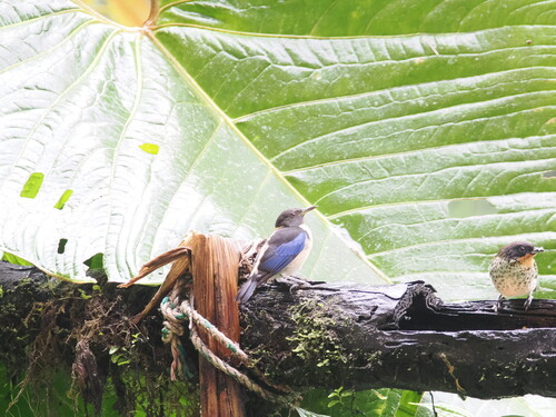 Golden-collared Honeycreeper (Iridophanes pulcherrimus), photo 1