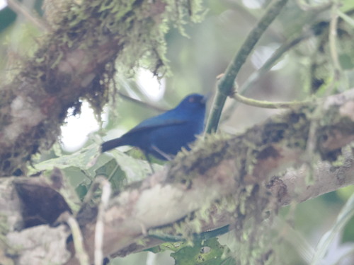 Indigo Flowerpiercer (Diglossa indigotica), photo 7