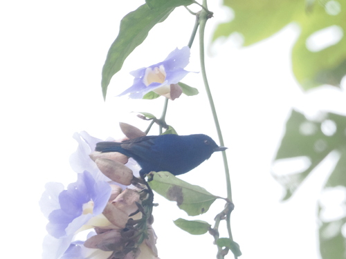 Indigo Flowerpiercer (Diglossa indigotica), photo 8