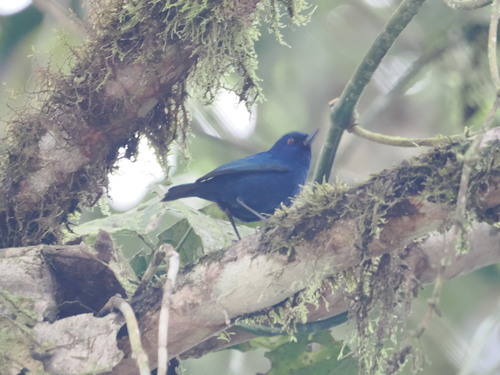 Indigo Flowerpiercer (Diglossa indigotica), photo 9