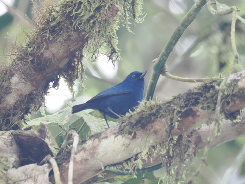 Indigo Flowerpiercer (Diglossa indigotica), photo 10