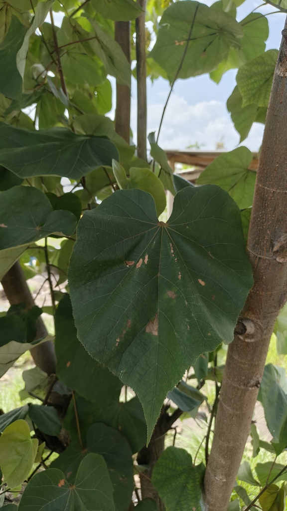 Sea hibiscus (Talipariti tiliaceum)