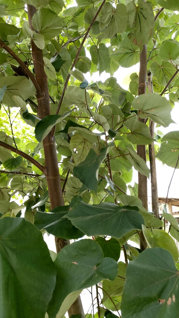 Sea hibiscus (Talipariti tiliaceum)