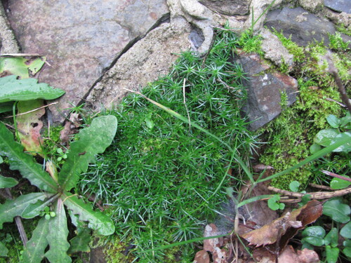 Sagina procumbens iNat (3)