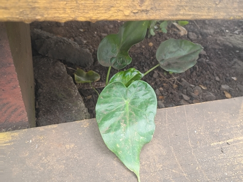 Alocasia observed 2026-01-19