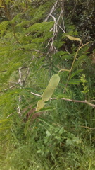 Senegalia bonariensis