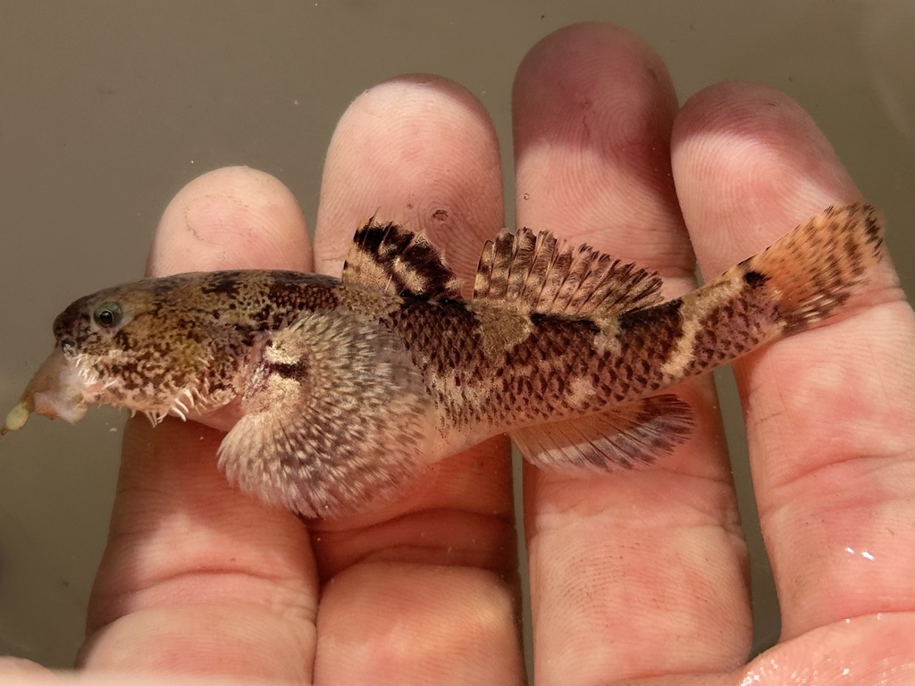 Shokihaze goby (Tridentiger barbatus) — Gobiidae