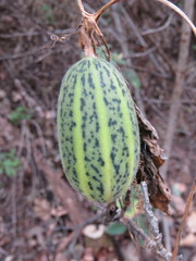 Polyclathra cucumerina