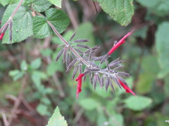 Salvia longistyla