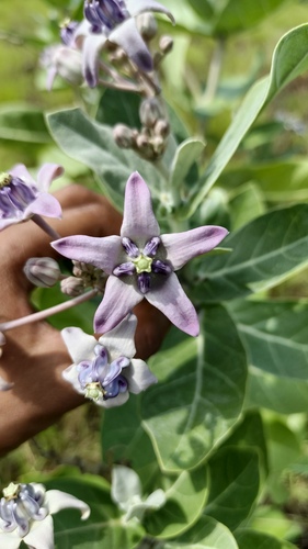Calotropis gigantea