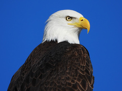 Bald Eagle photo 4