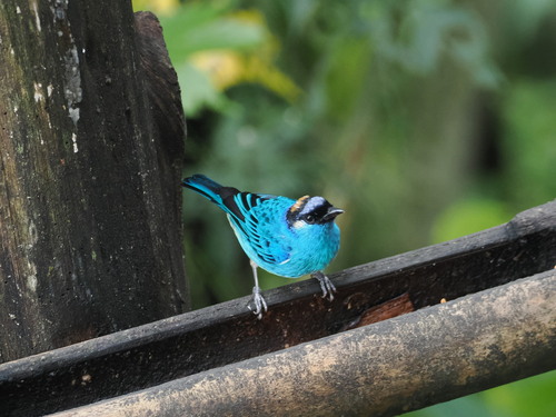 Golden-naped Tanager (Chalcothraupis ruficervix), photo 5