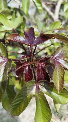 Jatropha gossypiifolia