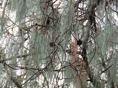 Pinus lumholtzii