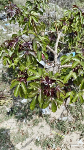 Jatropha gossypiifolia