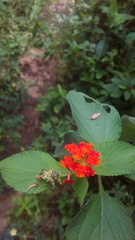 Lantana camara