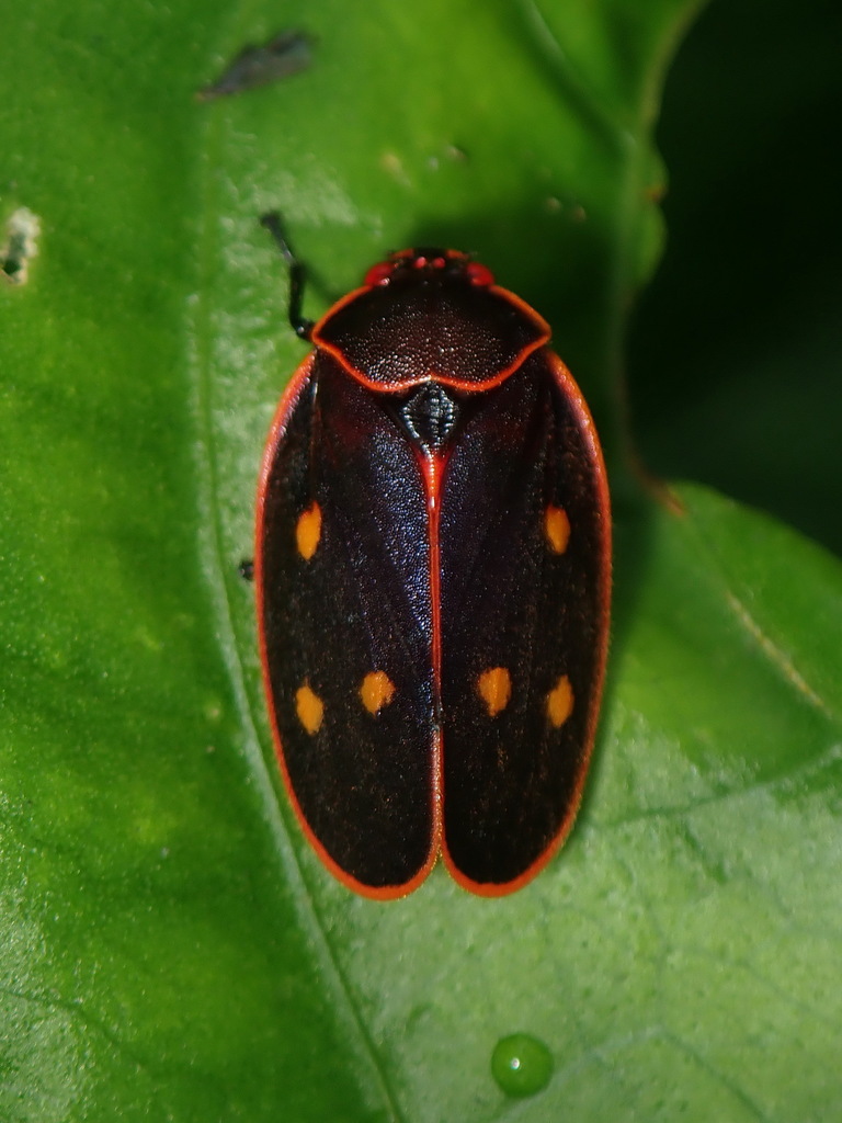 Iphirhina perfecta